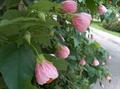 Abutilon Hybridum